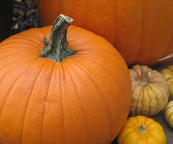 Pumpkins!
